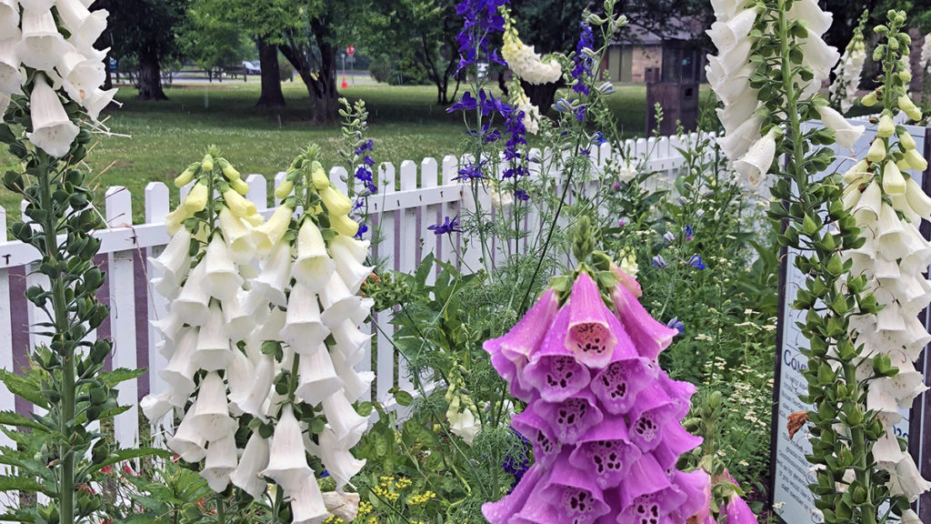 foxglove plants in a garden